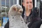 Parmak ucunda yürüyen endemik Tokur güvercinleri görücüye çıktı