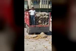 Patates şovu pahalıya patlayan başkana kesilmesi beklenen ceza komisyon toplanamadığı için kesilemiyor