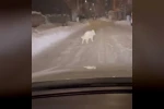 Patnos ilçe merkezinde kurt görüldü