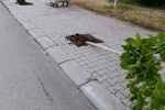 Patnos’ta ağaçlara zarar veren şüpheli yakalandı