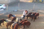 Patnos’ta besiciler kış hazırlığını sürdürüyor
