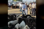Patnos’ta hayvan pazarı yeniden açıldı 