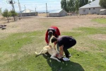 Patnos’ta köpeklere mikroçip ve kuduz aşısı uygulaması