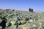 Patnos’ta Lahana hasadı başladı