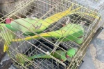 Petshop denetiminde 39 papağana el konuldu