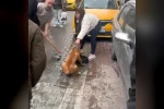 Pitbull saldırısı kameraya yansıdı: Köpek barınağa alındı