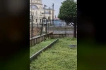 Porsuk yanlışlıkla site bahçesine girerse...