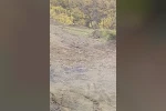 Pülümür’de vaşak görüntülendi