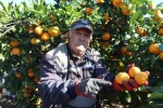 Rekolte arttı, Satsuma mandalinası pazarda yerini aldı