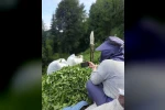 Rize’de çay bahçesinde milli maç heyecanı