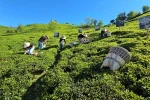 Rize’de çay sezonu karşılama programı düzenlendi
