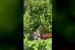 Rize’de dere yatağına düşen inek vinçle kurtarıldı