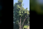 Rize’de ıhlamur toplarken elektrik akımına kapılan vatandaş hayatını kaybetti