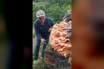 Rize’de ormanda gezintiye çıkan 3 arkadaş ağacın üzerinde kilolarca mantar buldu