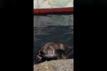 Rize’de su samuru balıkçı barınaklarını mesken tuttu