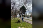 Rüzgardan devrilen ağaçlar temizleniyor