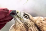Sağlığına kavuşan kızıl şahin yeniden doğal yaşam alanına bırakıldı