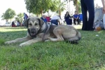 Sahipsiz köpekler Harran Üniversitesini mesken tuttu