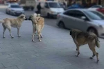Sahipsiz köpeklerin tamamı yıl sonuna kadar barınaklara alınacak