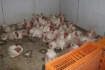 Sakarya’da tavuk çiftliğine biyogüvenlik kısıtlaması