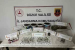 Saksıda kenevir yetiştiren şahıs gözaltına alındı