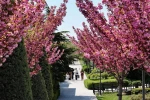 Sakuralar için Japonya’ya gitmenize gerek yok; Konya’da Sakura mevsimi başladı