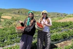 Salihli’de gönüllü gençler çilek hasadı yaptı