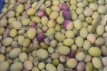 Salihli’de üreticiler zeytin sineğine karşı son kez uyarıldı
