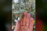 Salihli’de üreticilere zeytin dal kanseri uyarısı