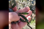 Salihli’de zeytin üreticilerine halkalı leke uyarısı