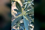 Salihli’de zeytin üreticilerine "Zeytin Pamuklu Biti" uyarısı