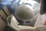 Samsun’da 183,8 gram uyuşturucu ele geçirildi