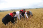 Samsun’da dolu afetinde 40 bin dekar tarım arazisi olumsuz etkilendi