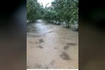 Samsun’da sağanak: Fındık bahçeleri göle döndü