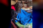 Samuray arısı üretiminde kullanılmak üzere kahverengi kokarca topluyorlar