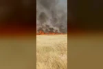 Şanlıurfa’da 45 dönüm buğday ekili alan yandı