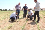 Şanlıurfa’da anız yakılmadan ekilen mısır ve pamukta yüksek verim