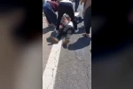 Şanlıurfa’da kurbanlık yüklü kamyonet devrildi: 1 ölü, 1 yaralı