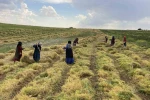 Şanlıurfa’da mercimek hasadı başladı