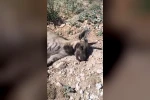 Şanlıurfa’da nesli tehdit altındaki çizgili sırtlan ölü bulundu