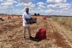 Şanlıurfa’da sarımsak hasadı devam ediyor