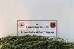 Şanlıurfa’da uyuşturucu operasyonu: 42 gözaltı