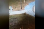 Şanlıurfa’da yiyecek arayan 2 tilki kent merkezine indi