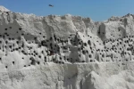 Şantiyedeki kum tepesi kırlangıçlara yuva oldu