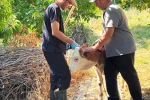 Şaphane’de büyükbaş hayvanlara kimliklendirme çalışması
