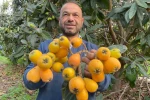 Sarı altın erken geldi: Yenidünya mart ayını beklemedi