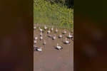 Sarı gagalı leylek Kırklareli’nde görüntülendi