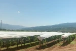 Sarıgöl Ovası beyaza bürünmeye başladı