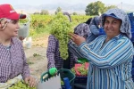 Sarıgöl’de 5,5 kiloluk üzüm salkımı