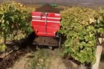 Sarıgöl’de bağlara kışlık doğal gübre verilmeye başlandı